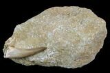 Fossil Plesiosaur (Zarafasaura) Tooth - Morocco #127454-1